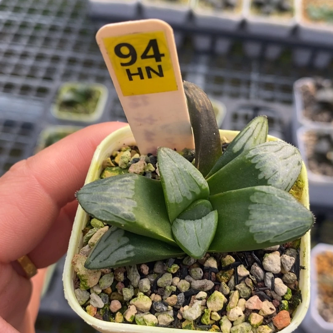 94白液实生十二卷多肉