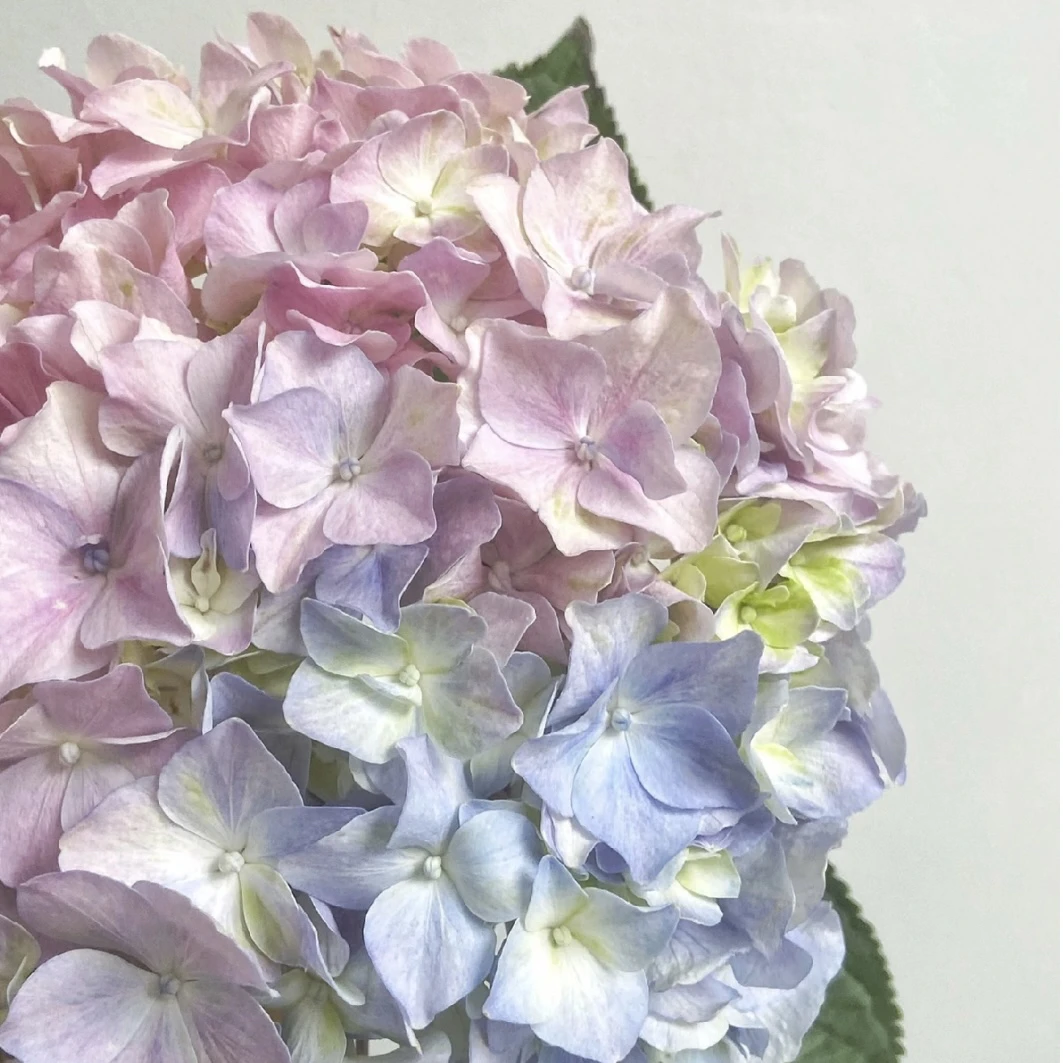 【炫彩大海蓝】大花绣球盆栽苗耐热耐冷适合阳台庭院种植