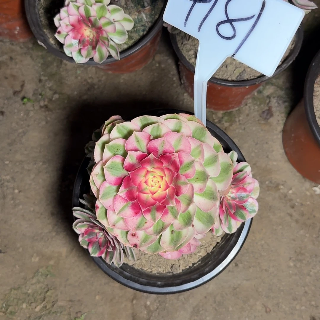 4181倾城多肉法师多肉法师