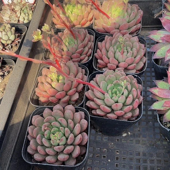 6.5方单头红宝石带盆土发