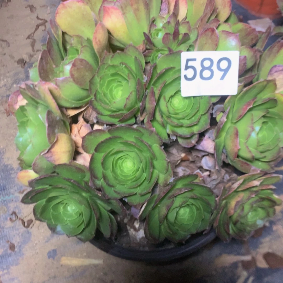 589万圣夜多肉植物