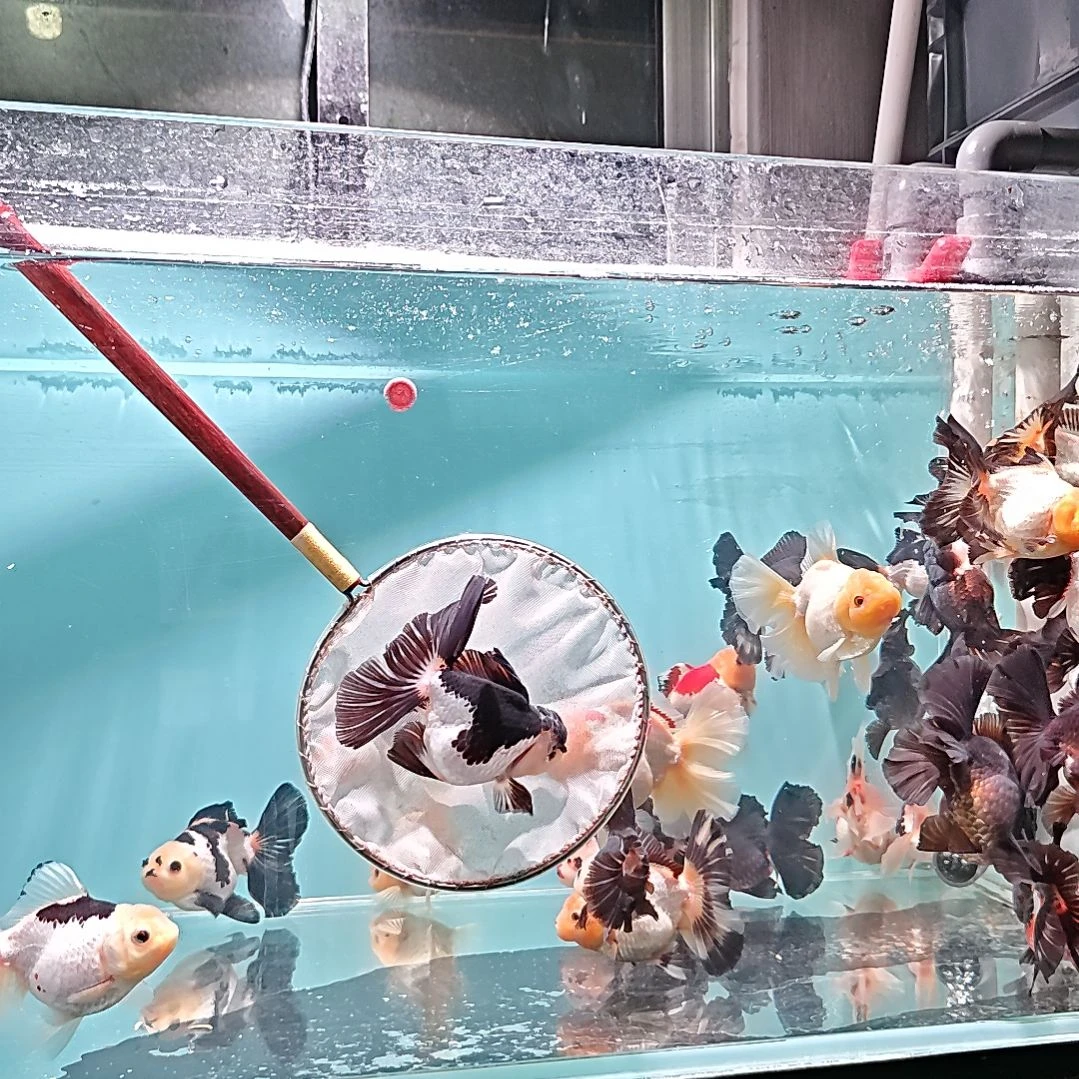 金鱼59直播间看好下单不退不换到货录完整开箱视频有售后