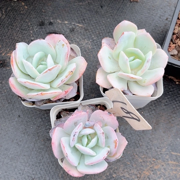 晨语多肉一物一拍109