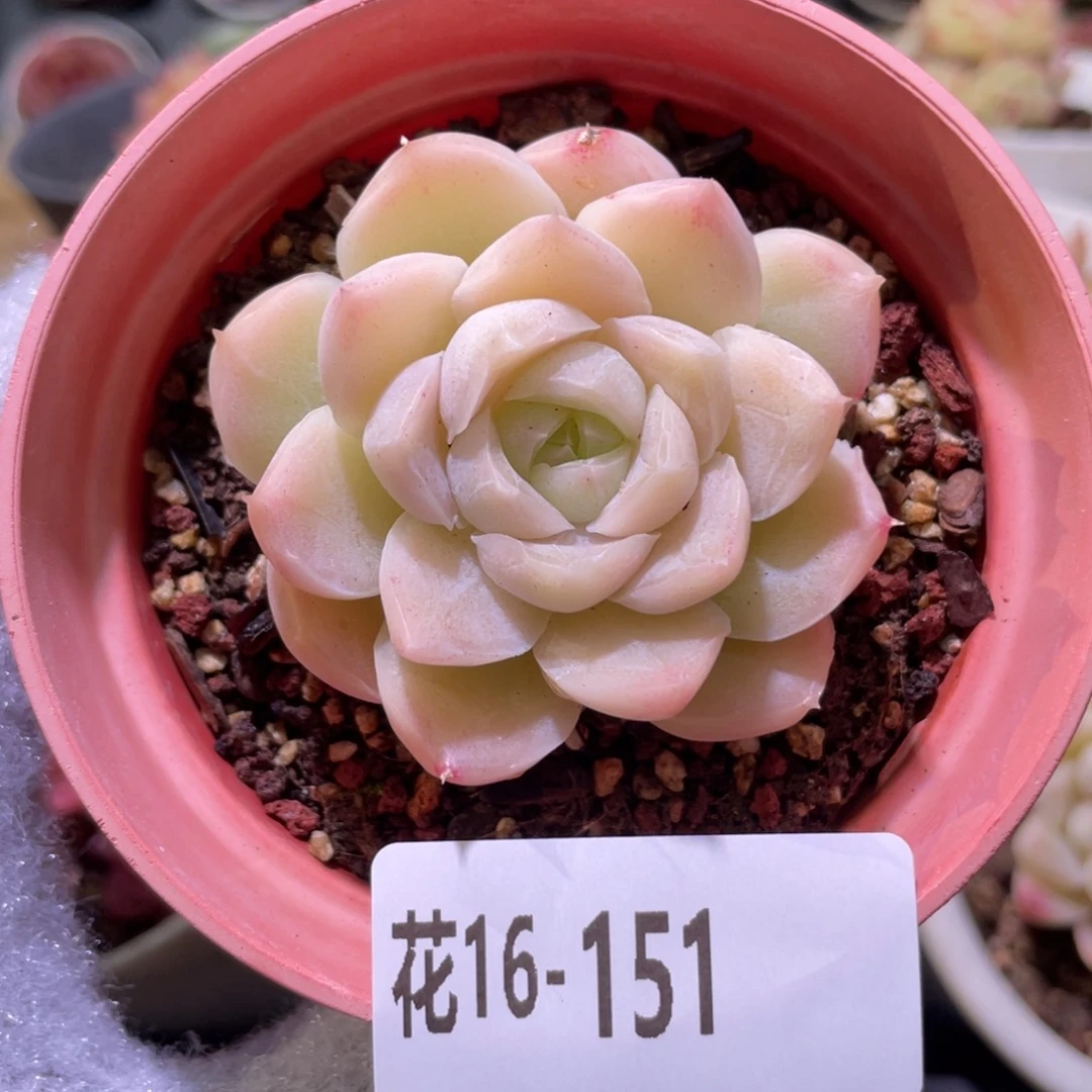 花利美16-151麦秆