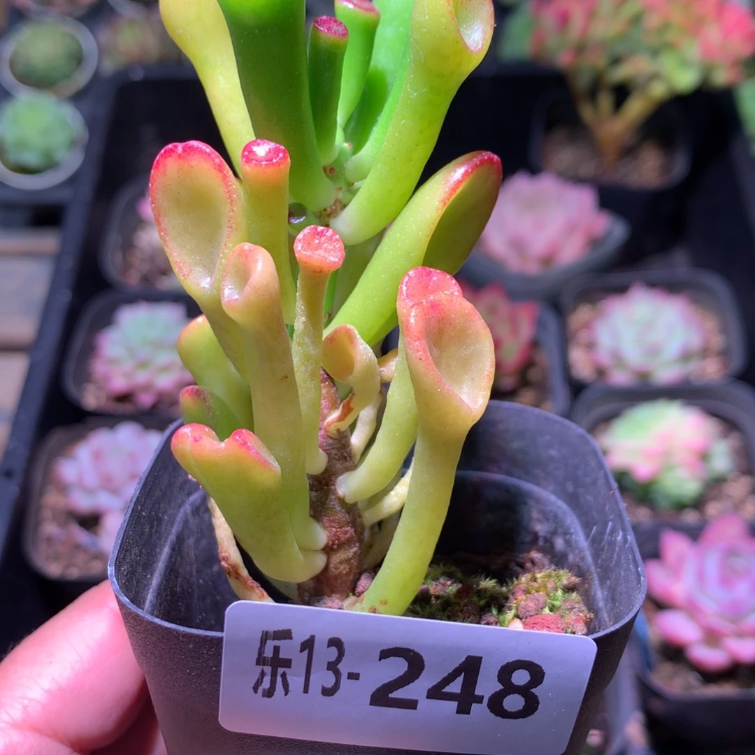 乐然13-248 吸财树