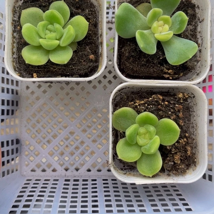 量拍908 多肉植物多肉植物