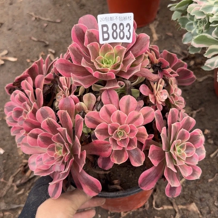 美杜……多肉植物……