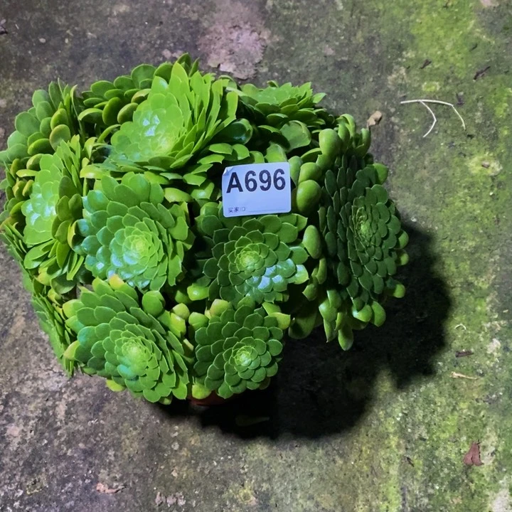 翡翠冰多肉植物696