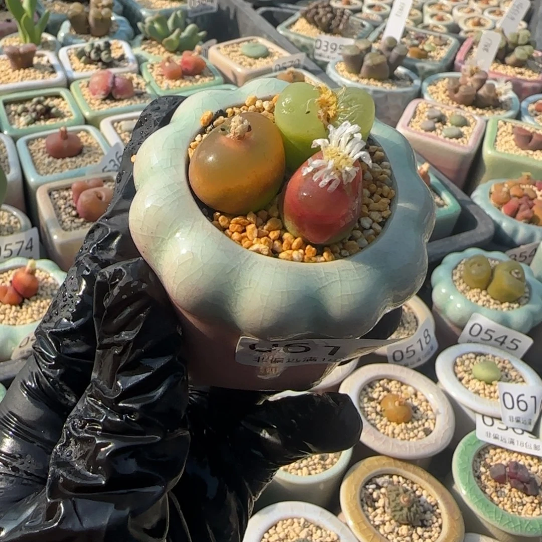 0619-一物一拍 带盆