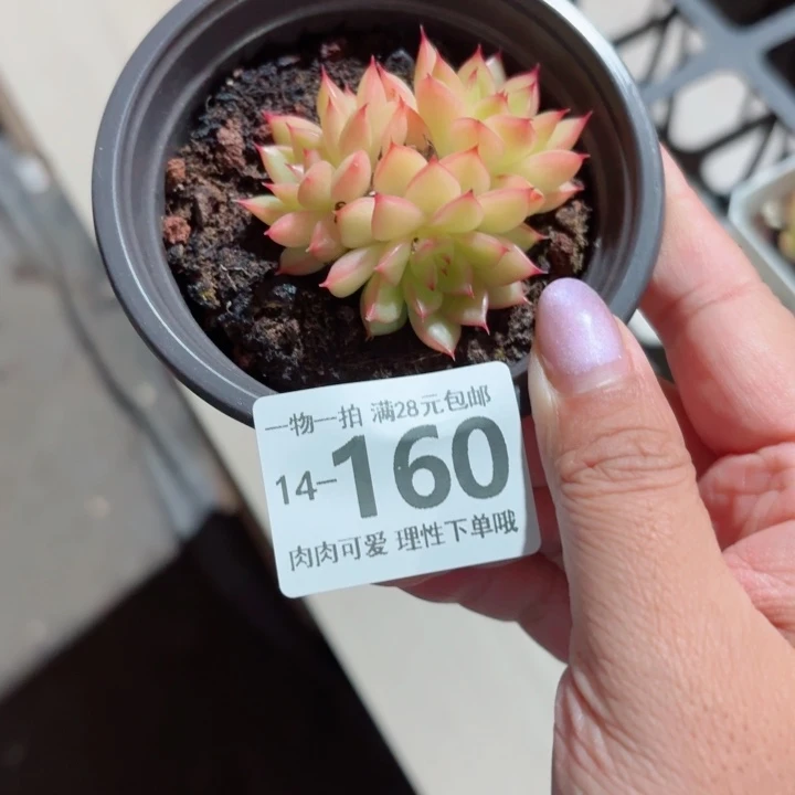 黄闪光无盆土发货多肉多