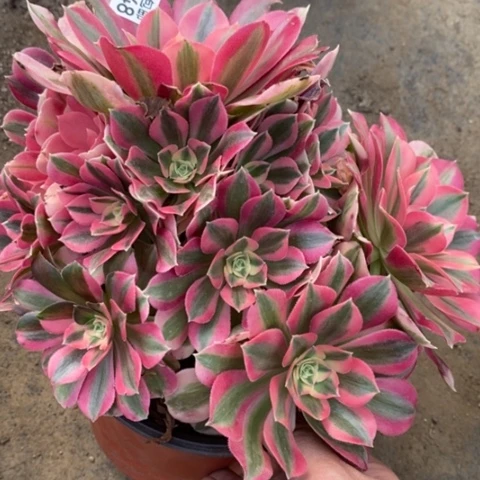 648女巫满25包邮多肉