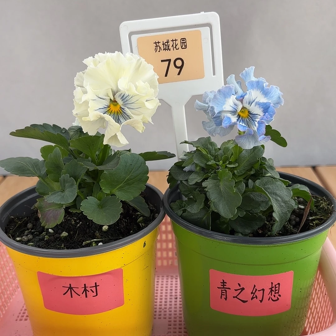 大部分开放少量花苞79