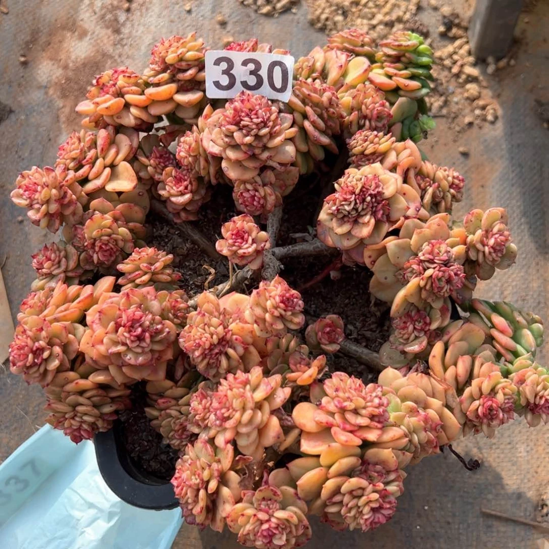 泡**?蜡牡丹多肉330号