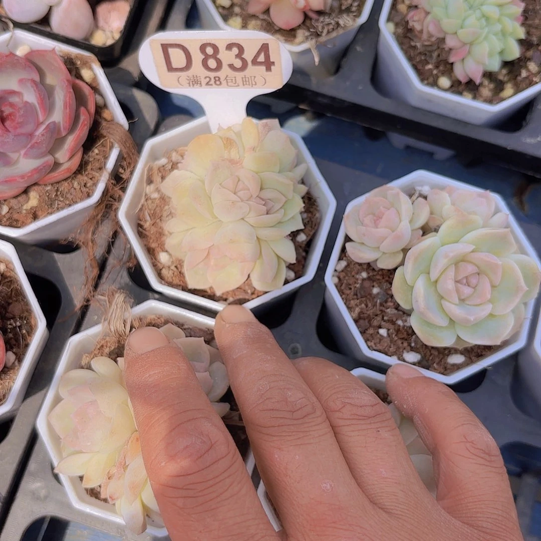 用****0D834梦幻泡影一物一拍