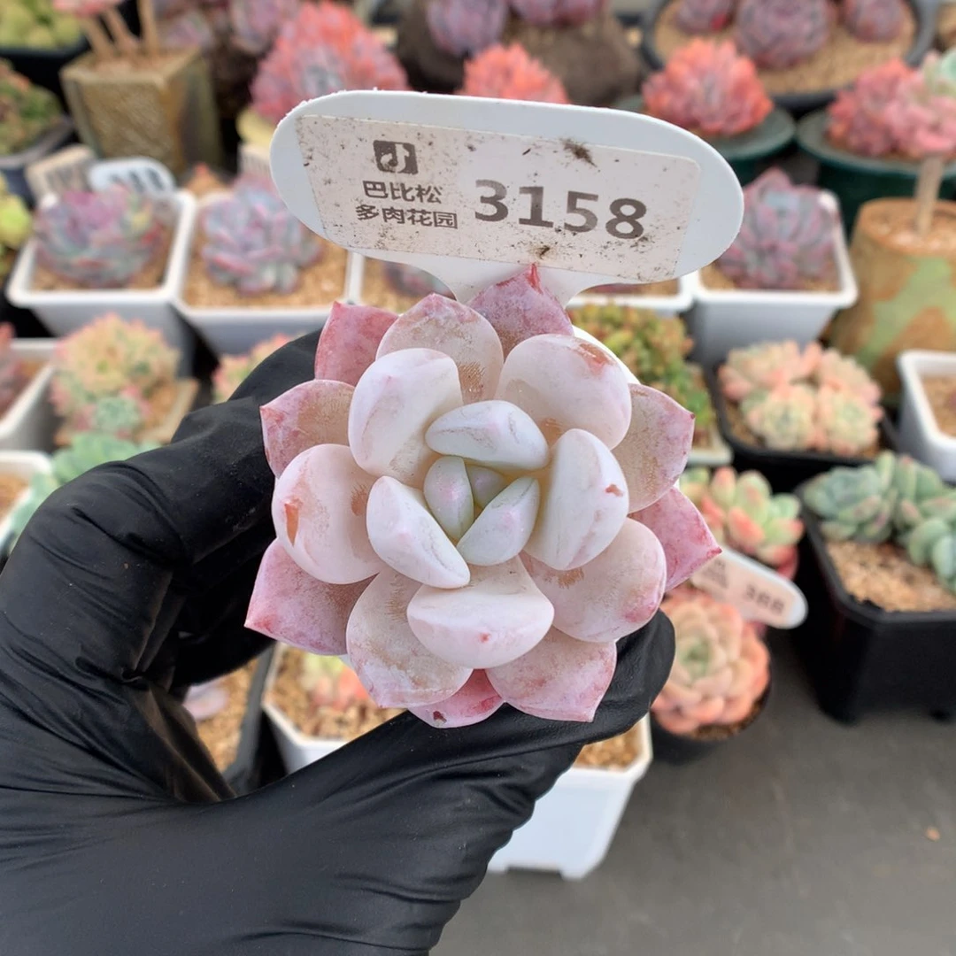 3158 雪茶多肉多肉