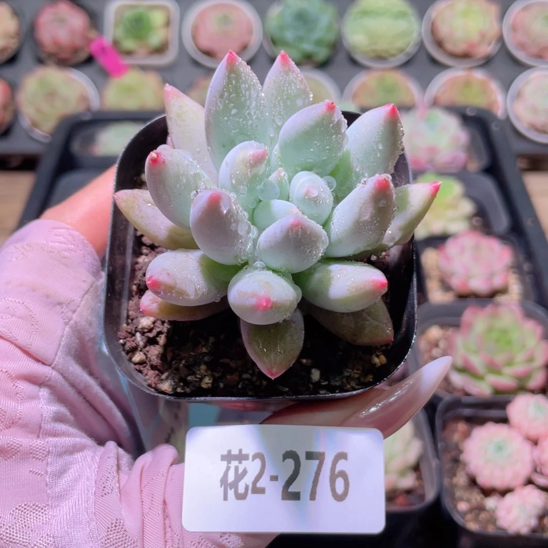 花利美2-276奶瓶