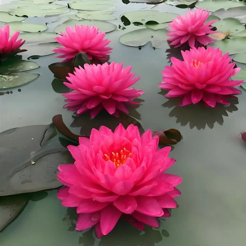 【鸽子血】睡莲根块带芽带花苞水培植物荷花水养绿植花卉四季莲花苗