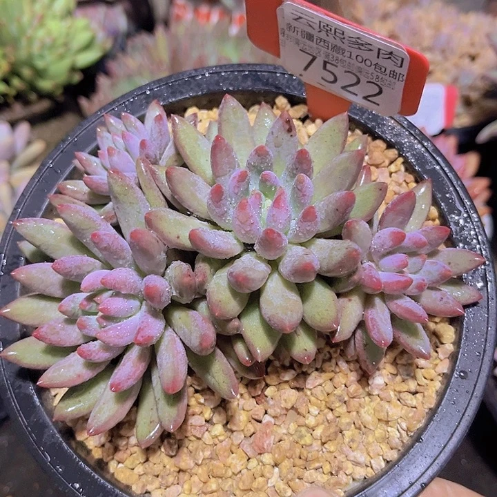 7522虞美人。