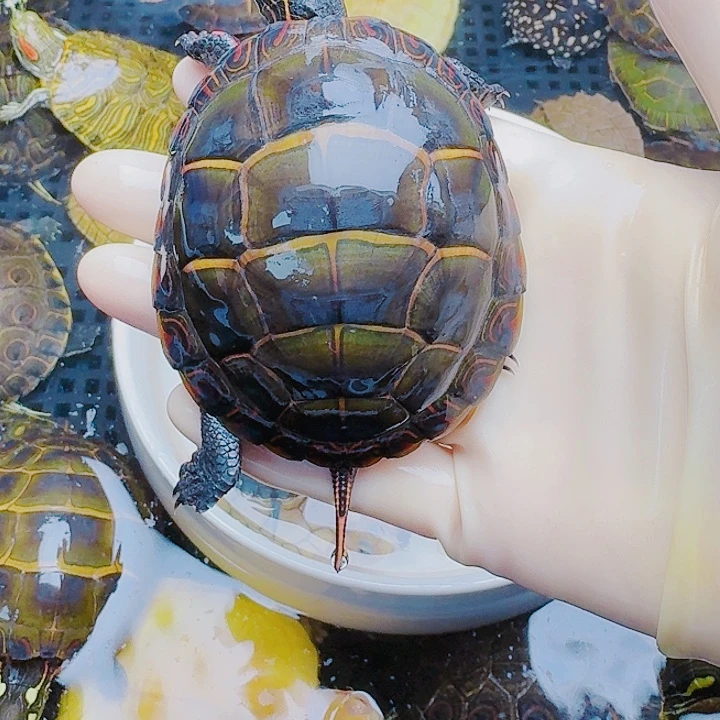 飞***0绿毛龟母22222222222