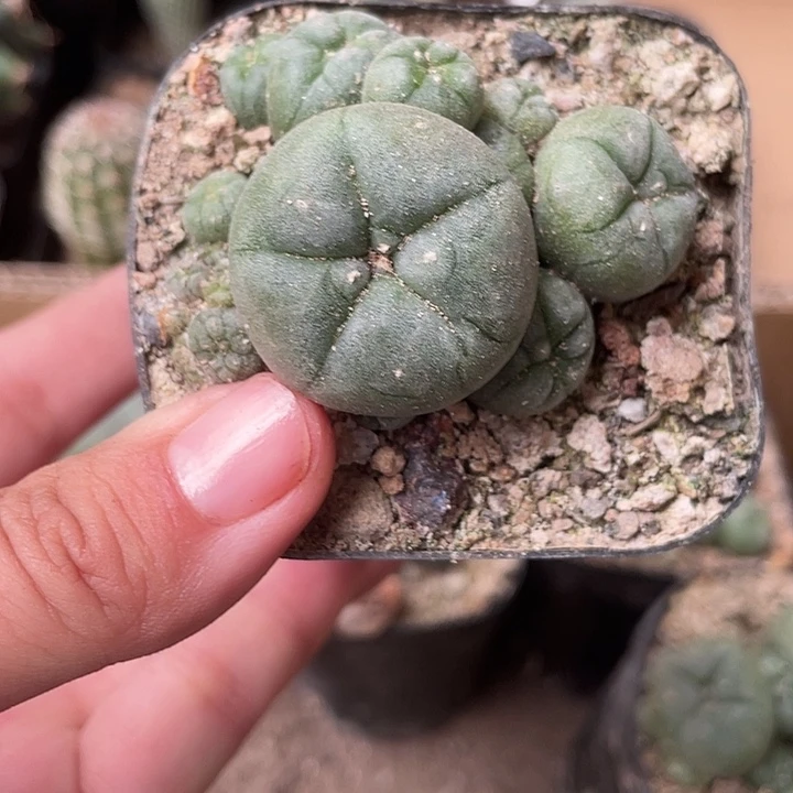 234仙人球鱼群植物