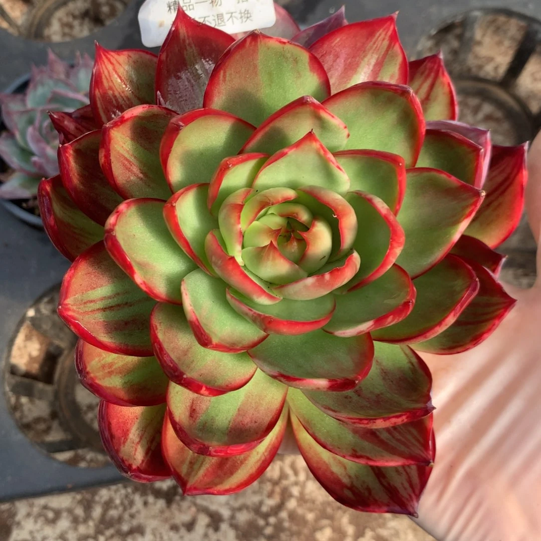 523号多肉植物惊鸿13