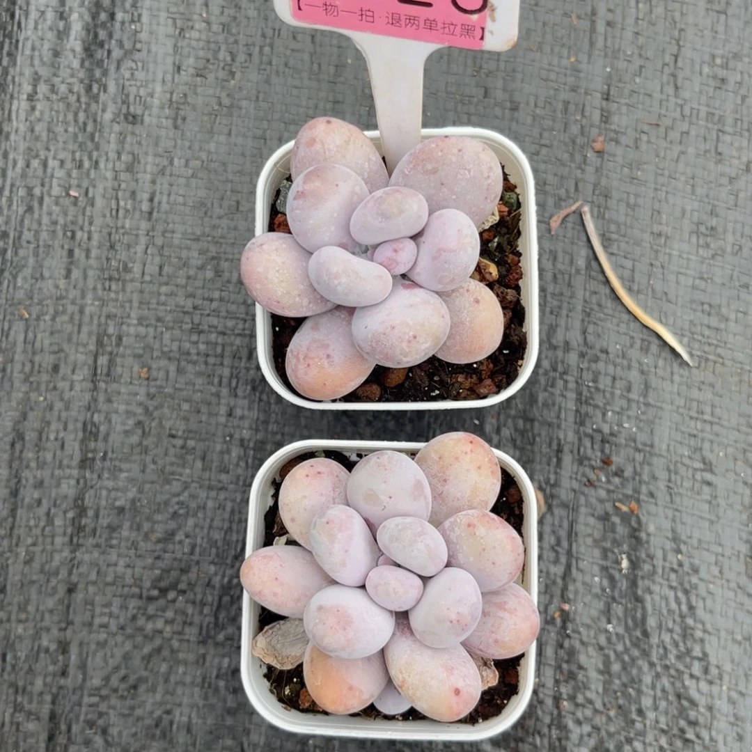 云尘多肉一物一拍1625