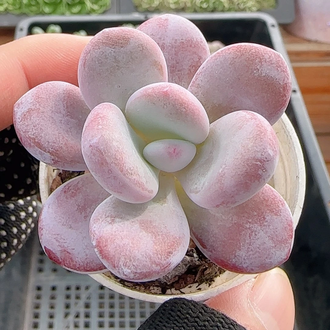 多肉1010--251奶酪系列小老桩