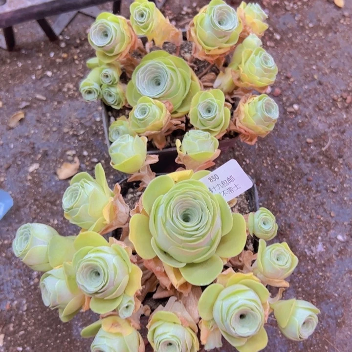 850 裸根不带土发货