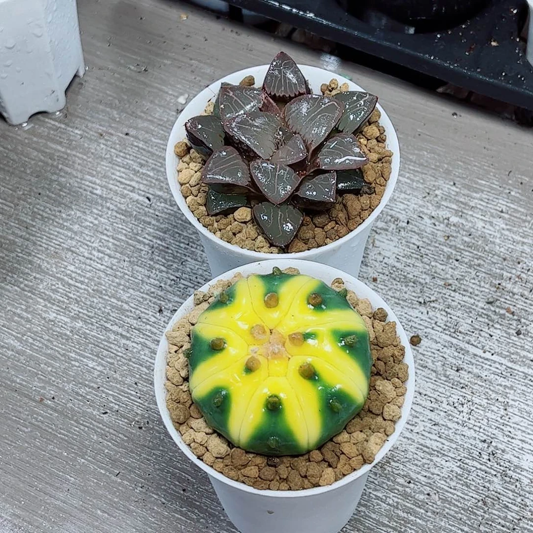 星兜天池克四大女神