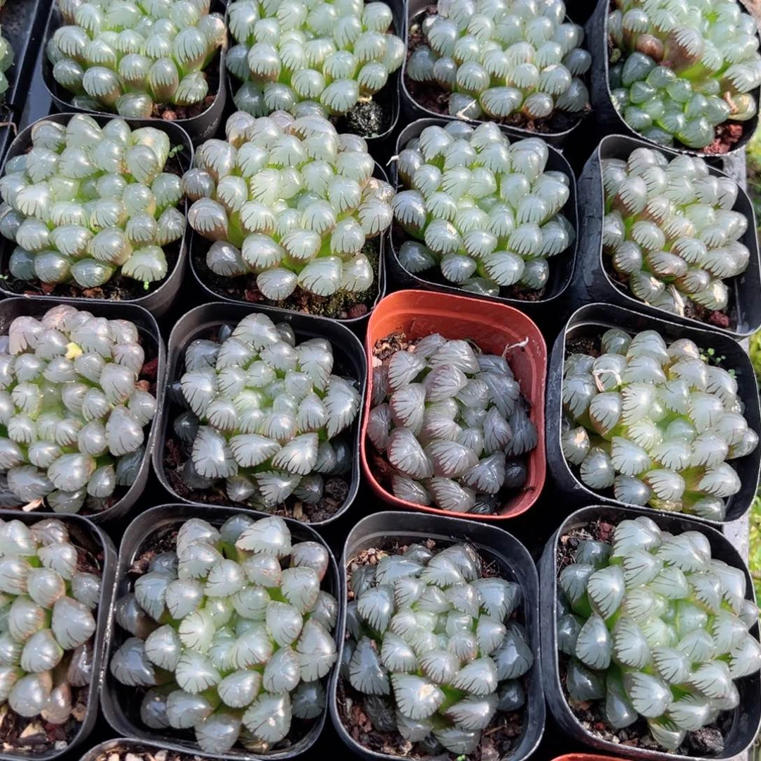 潘氏冰灯多肉植物一颗