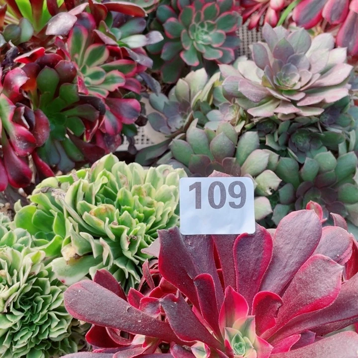 多肉植物组合109