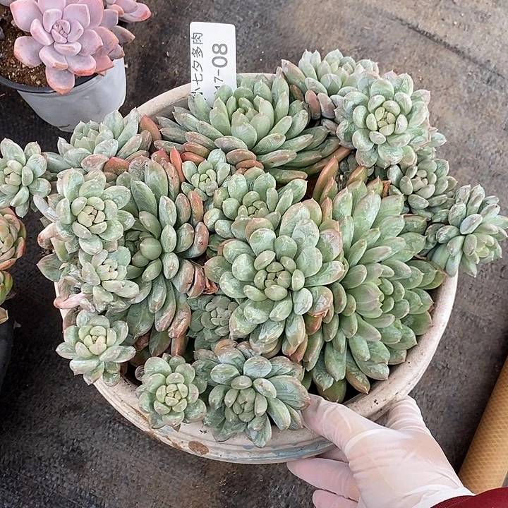 小七夕多肉百达翡翠08