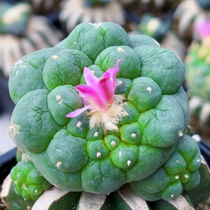 无花朵福利大优有瑕疵001