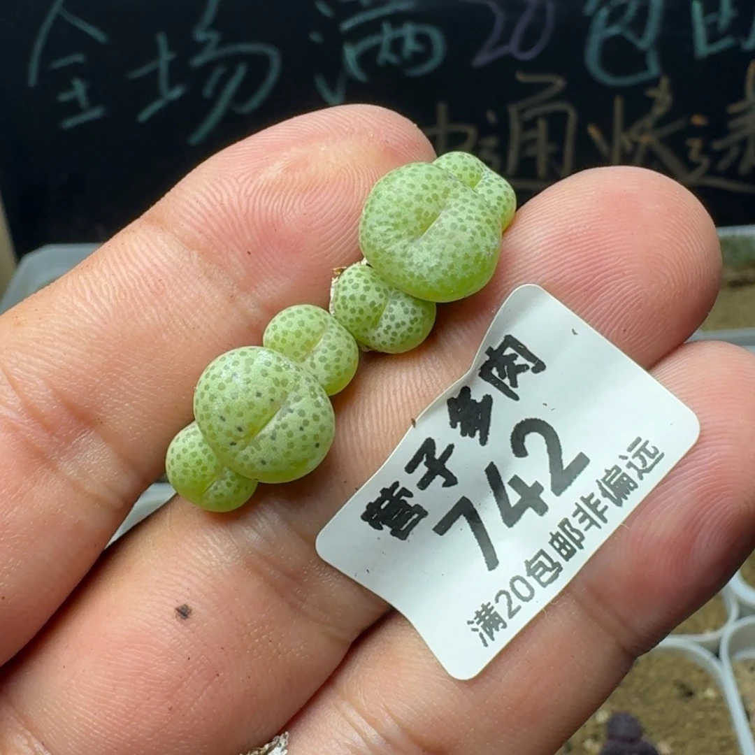 小金桔。