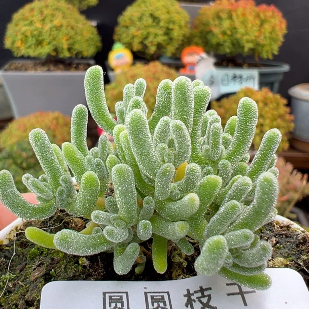 dy5622小可爱冰霜杂盆口5cm