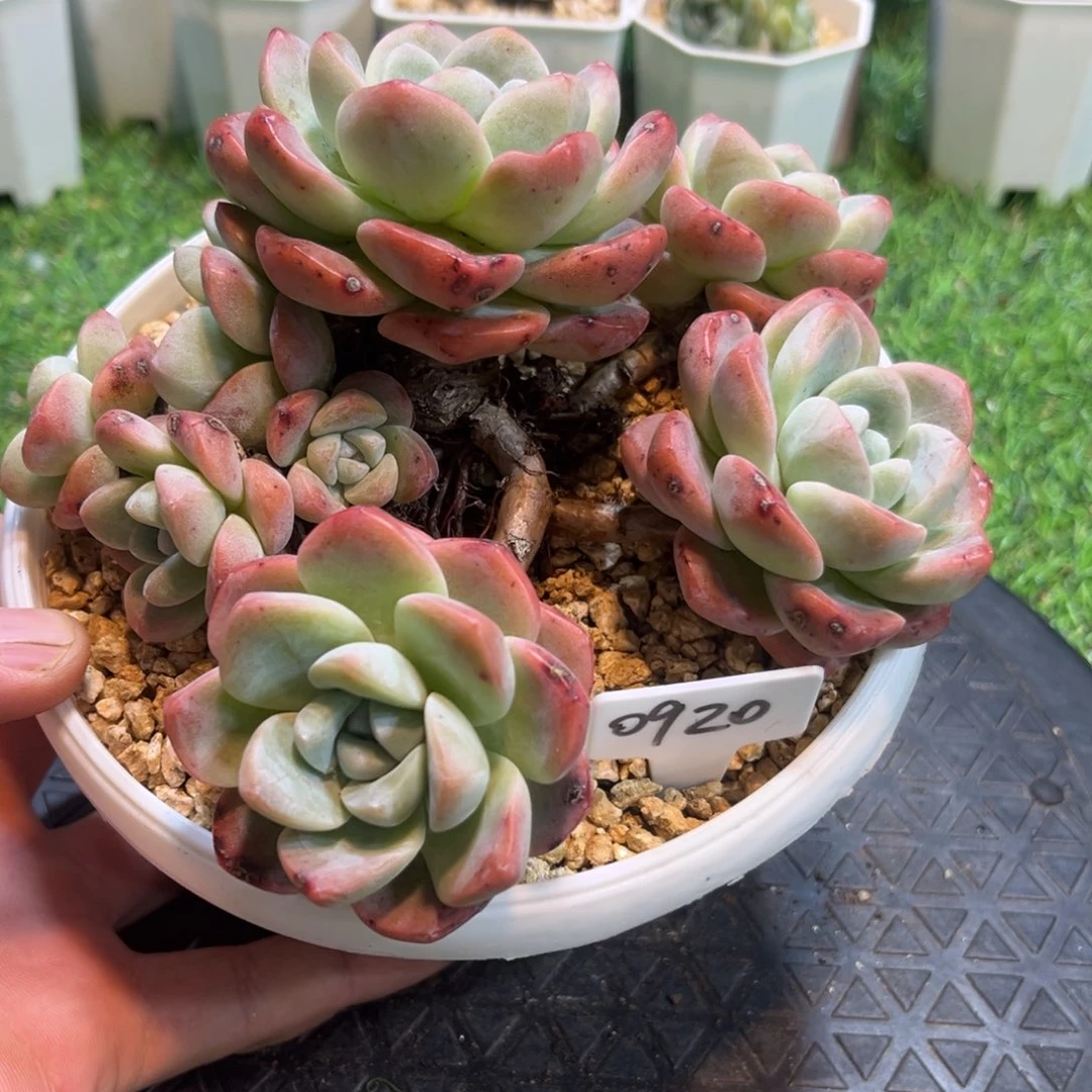 0920冰玉群生老桩14厘米