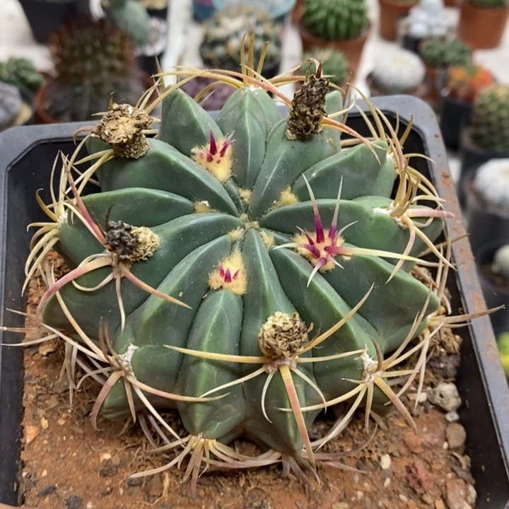 实生赤诚特价福利2