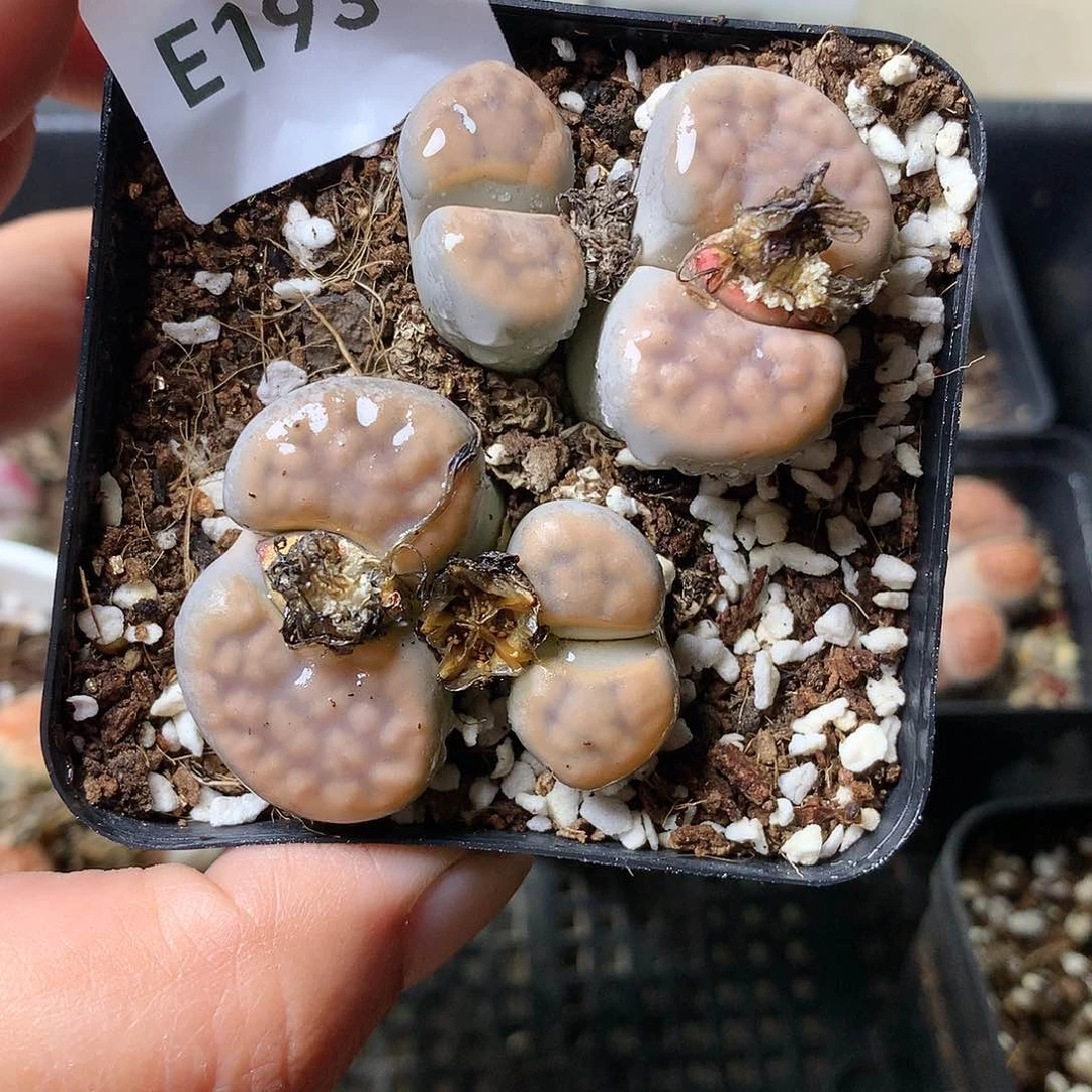 E193多肉植物保护