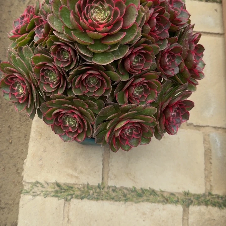 杨***?粉花妖宝塔610肉肉