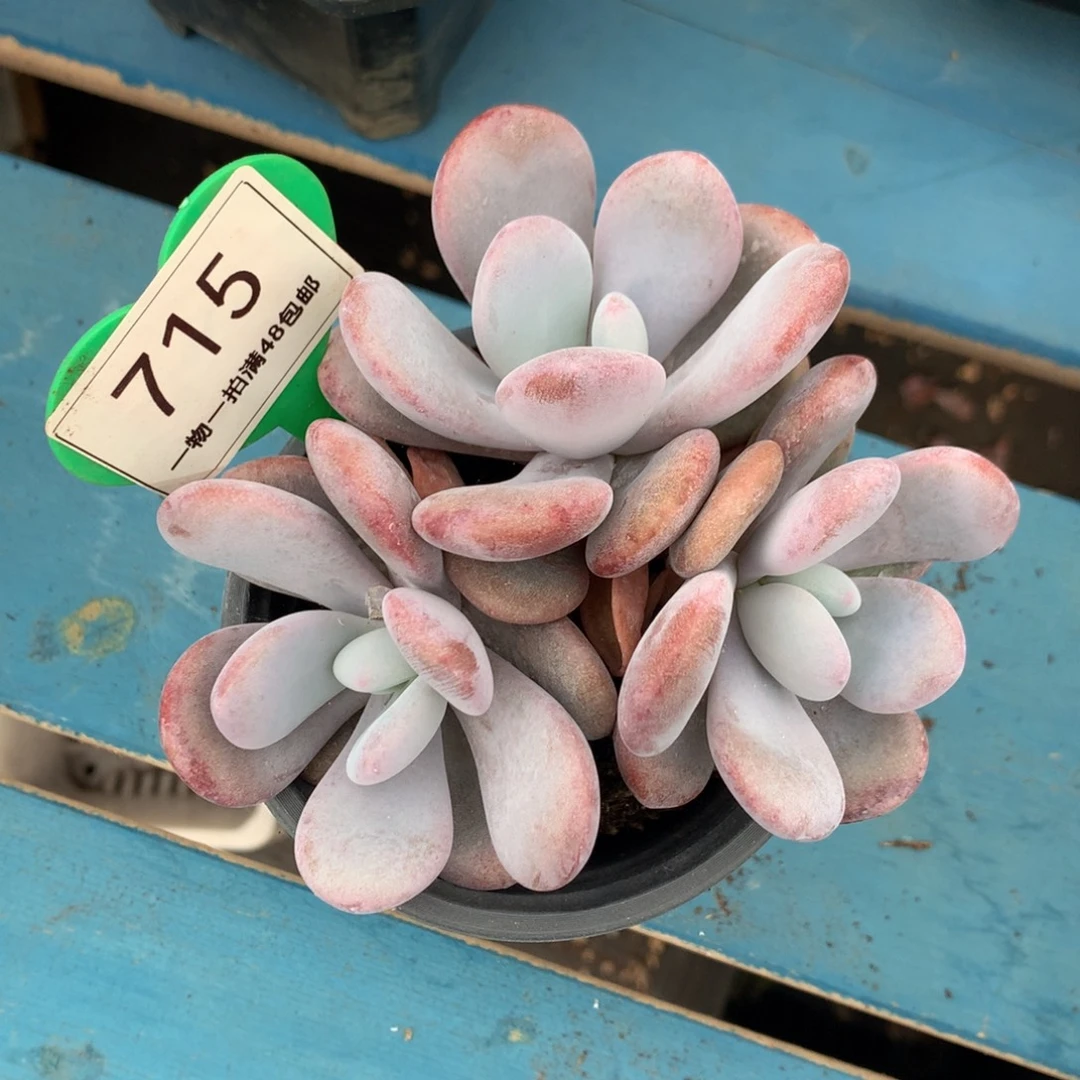 拉拉奶无砍平头715