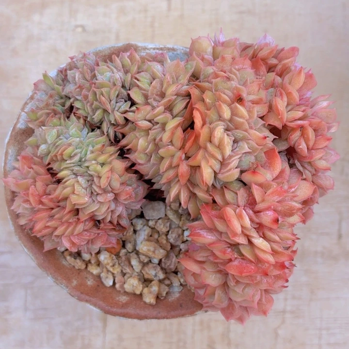 多肉植物昂斯诺缀-4