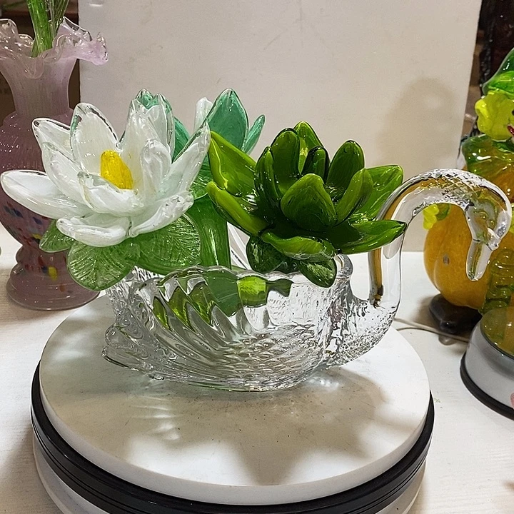 3只夜光花高20厘米