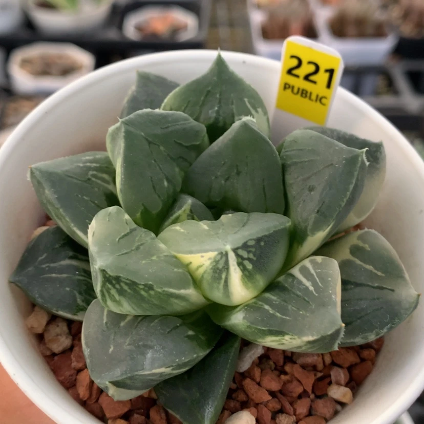 【闪购商品】221摩地卡