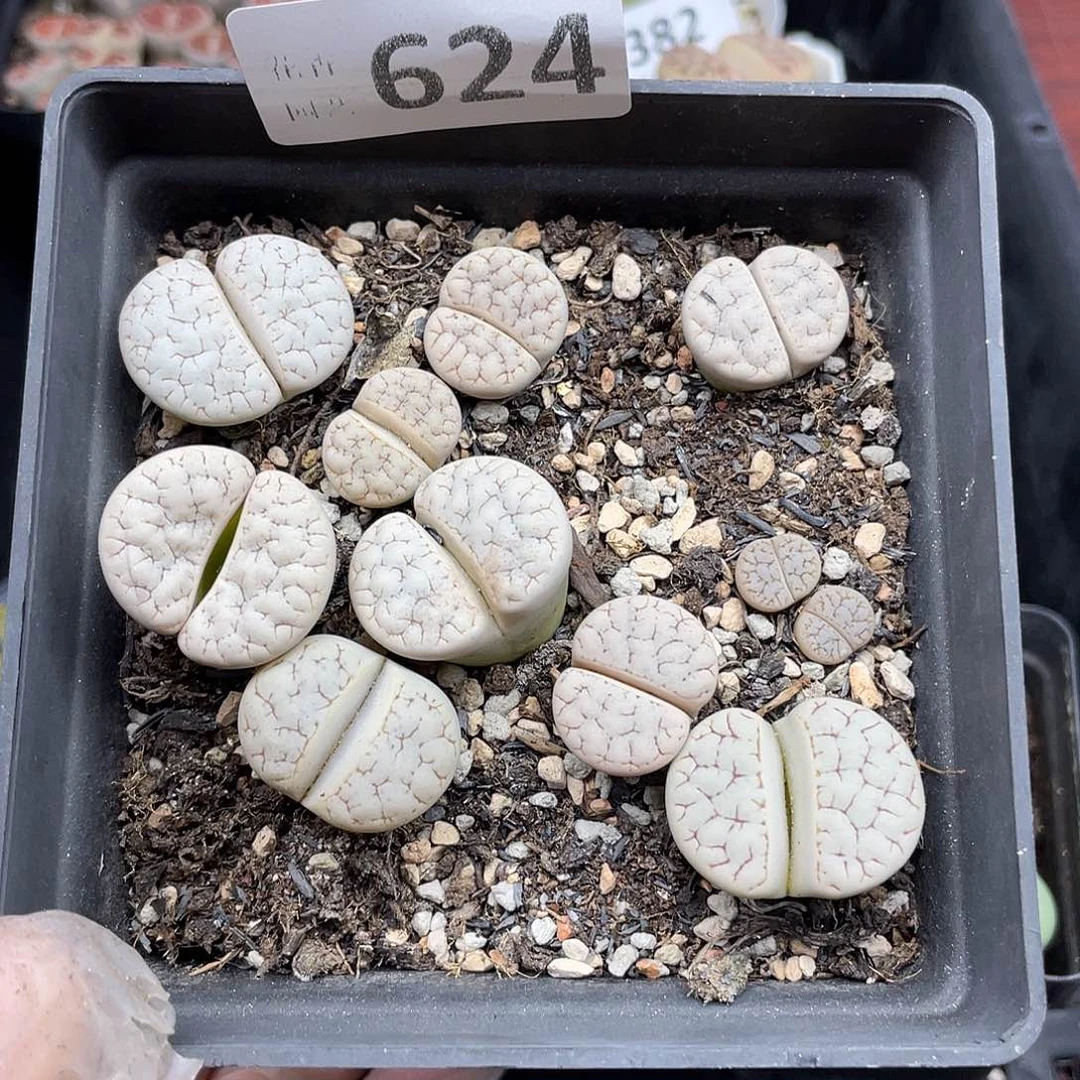 624000000花花花花路啊花