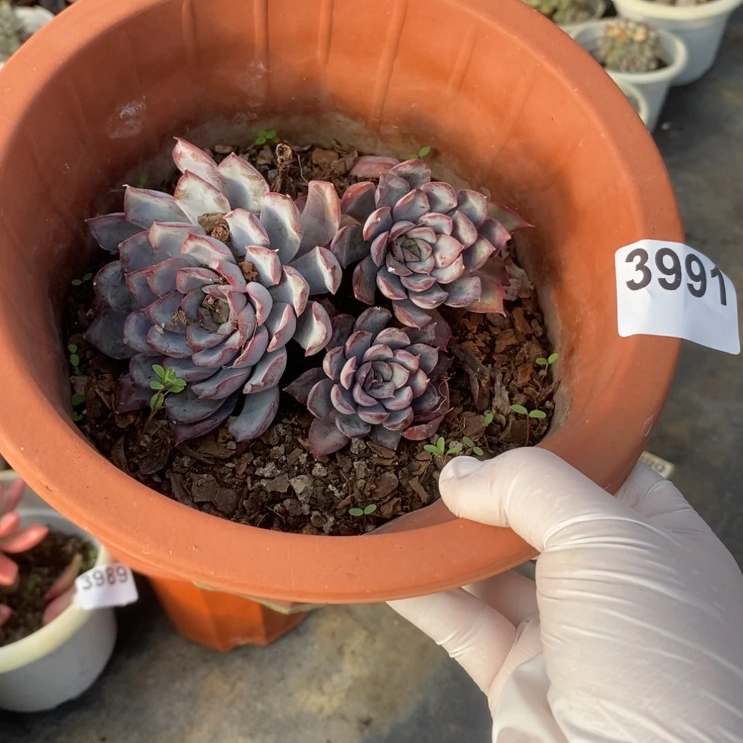 3991猎户座一物一拍