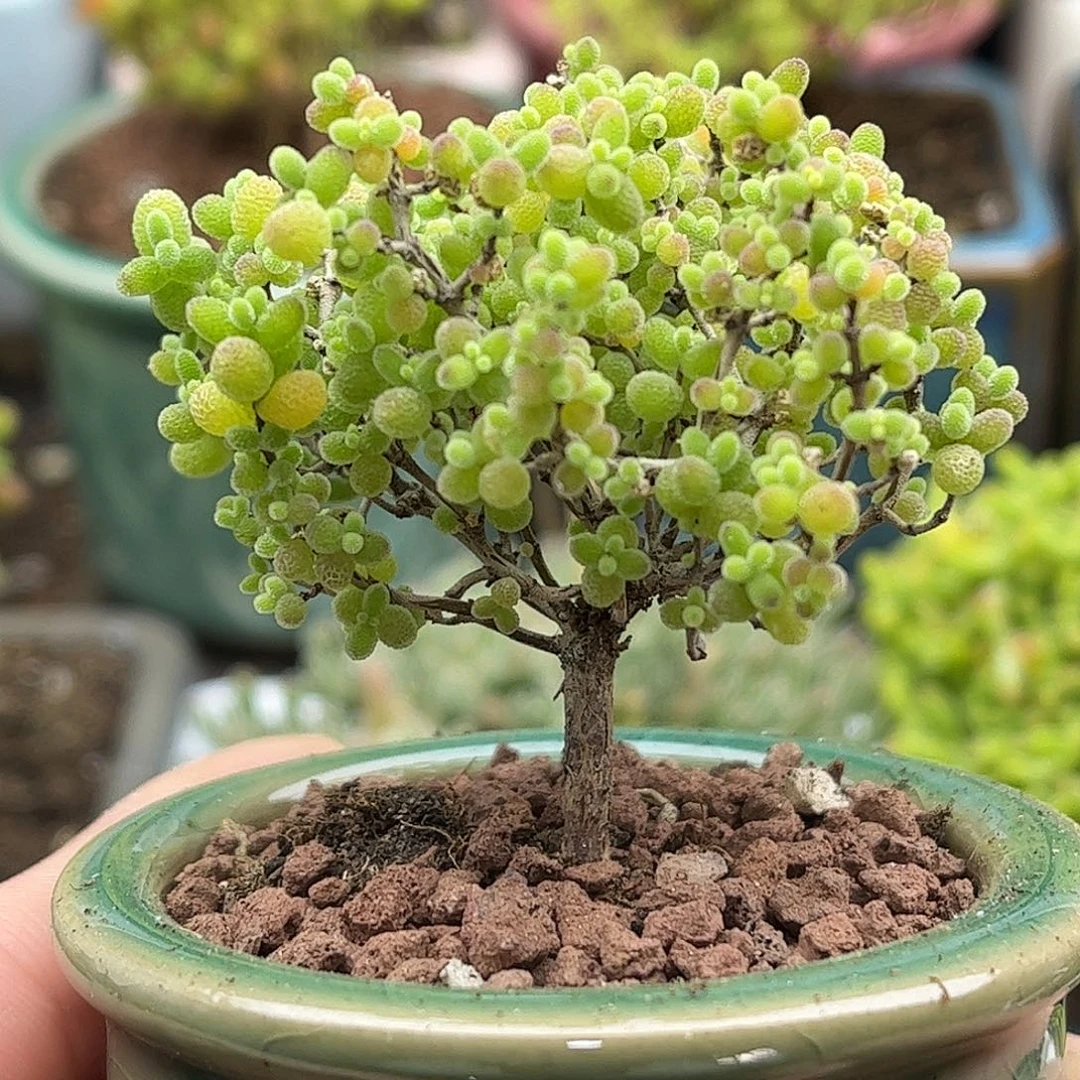 002蜜桔带盆优选枝干