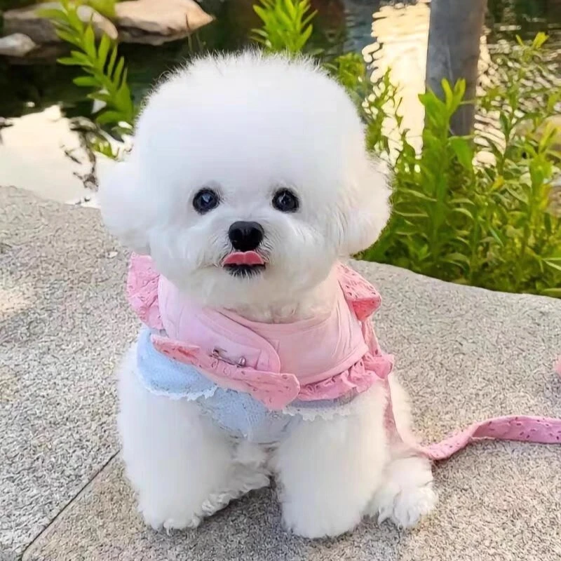 [自选纯种小型犬] 幼犬比熊博美泰迪宠物活体XD