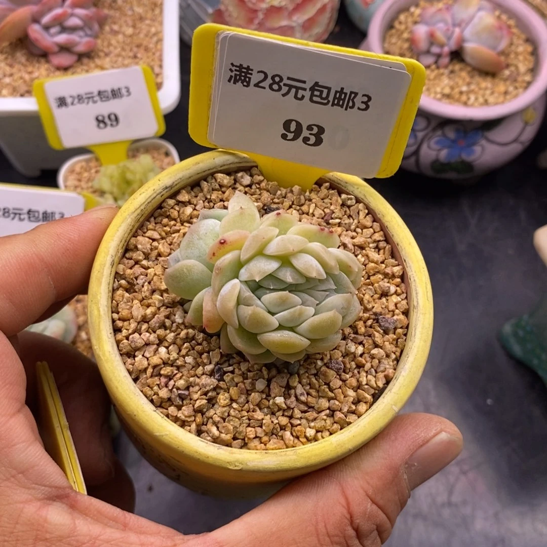 393白恋缀多肉植物