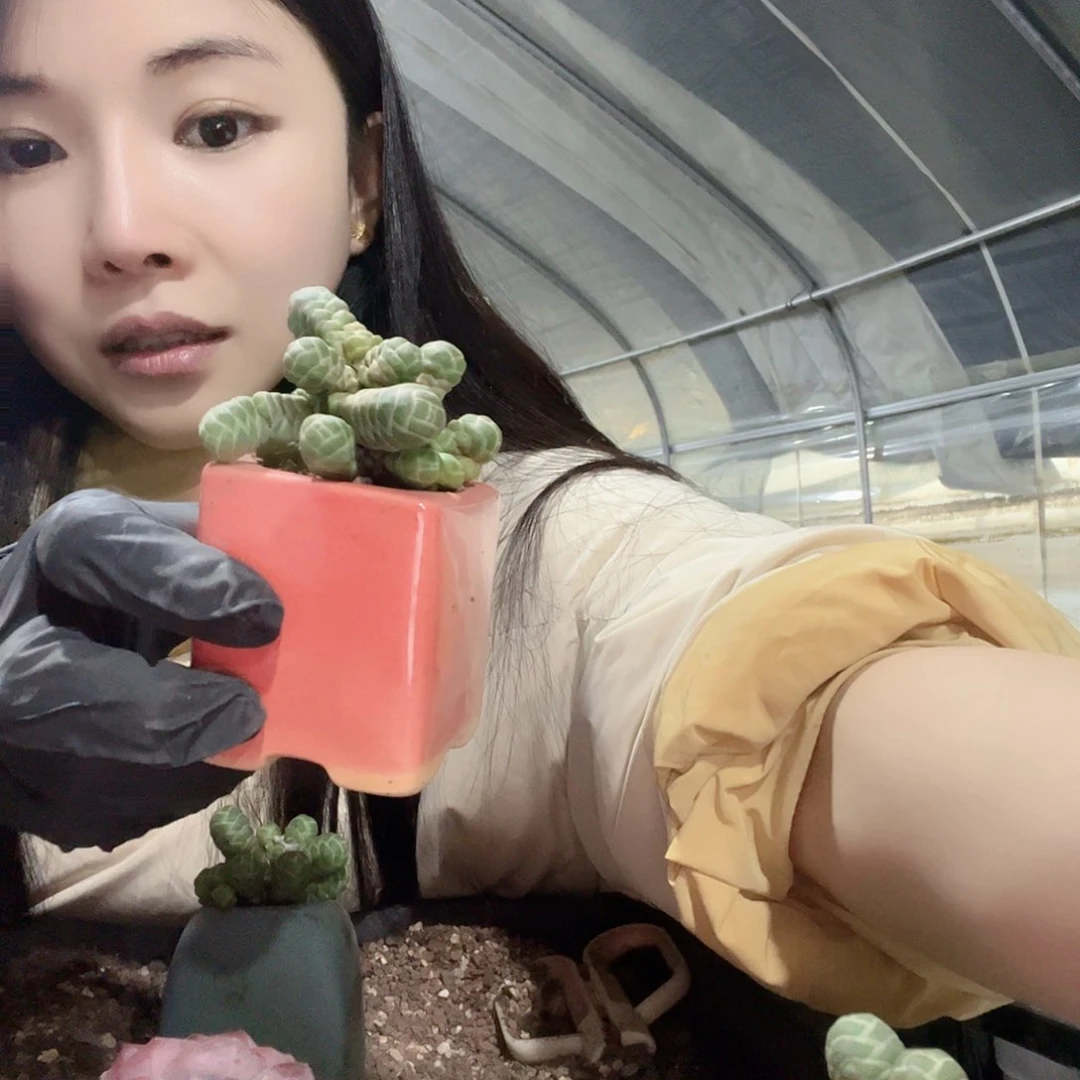 多肉植物一物一拍