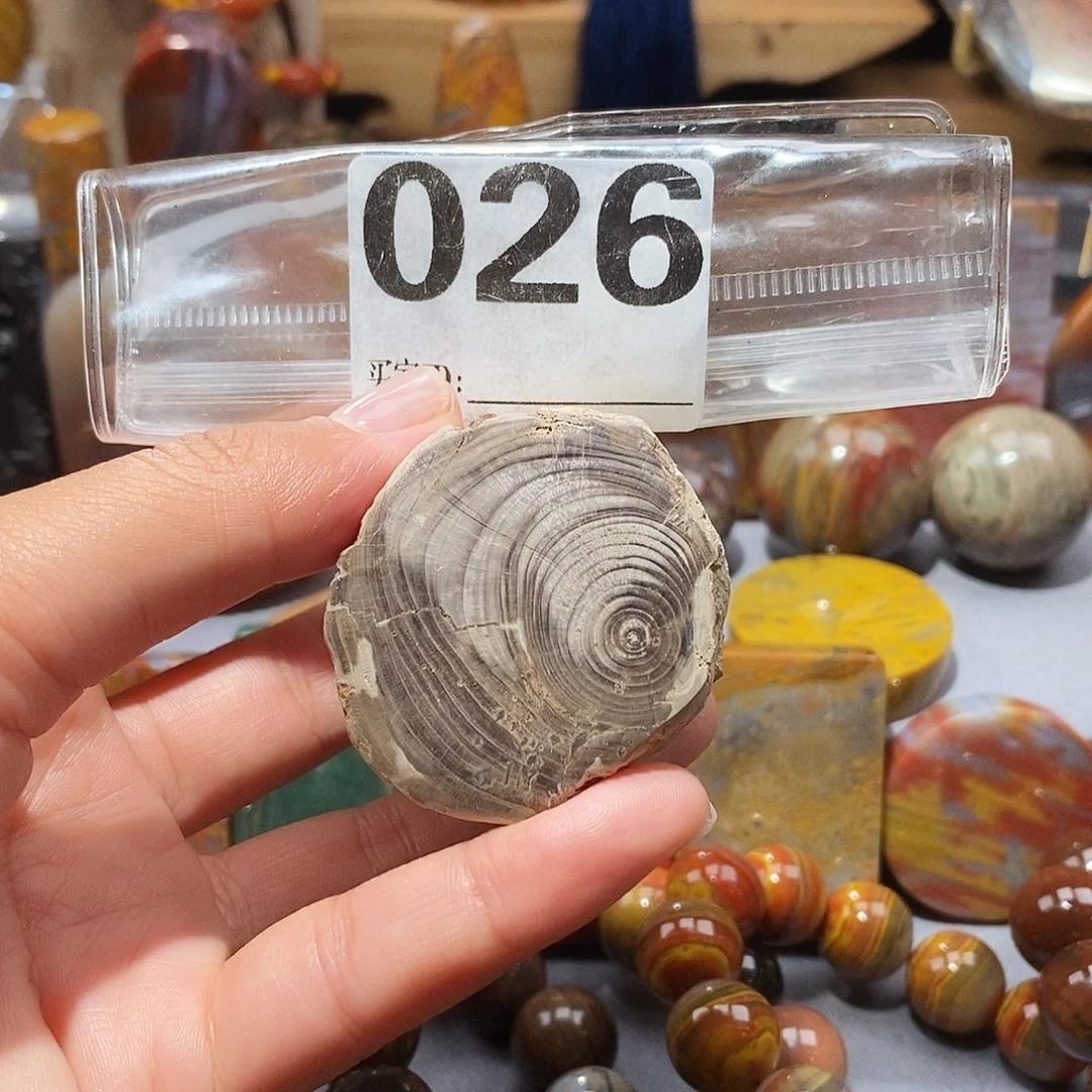 硅化玉天然北票硅化玉原石未镶嵌
